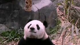 听天由命吃瓜,吃瓜看戏，笑对人生百态