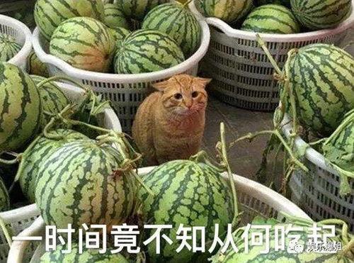 战队吃瓜,揭秘电竞圈幕后风云