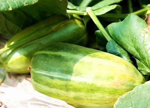 瓜可以做什么吃的,解锁夏日瓜类美食新境界