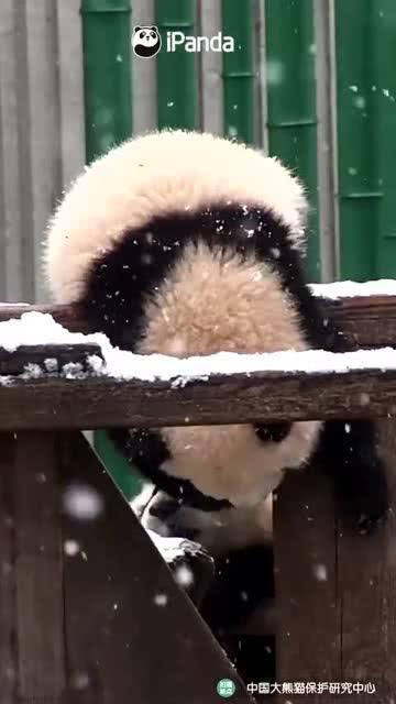 吃瓜小熊新闻,揭秘娱乐圈最新热点事件