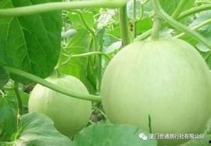 什么瓜能烤吃,揭秘哪些瓜类美味烤制