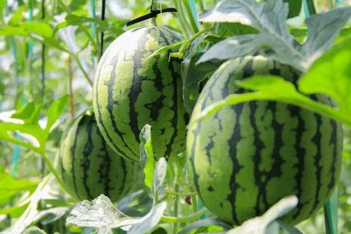 安庆吃瓜群众免费吃瓜事件,一场全民参与的夏日狂欢