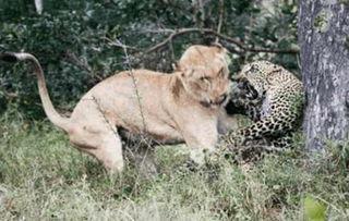 狮子碰到花豹吃瓜,共赏瓜果盛宴