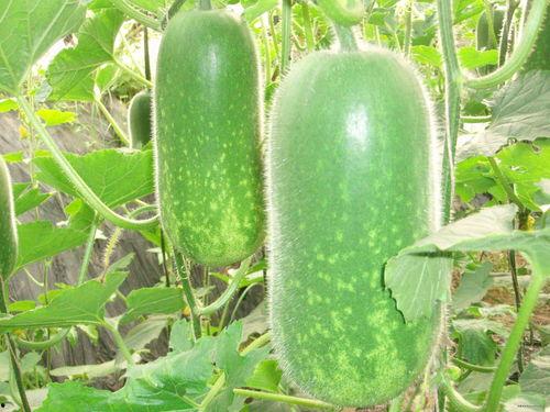 法志远吃瓜,揭秘娱乐圈背后的那些事儿