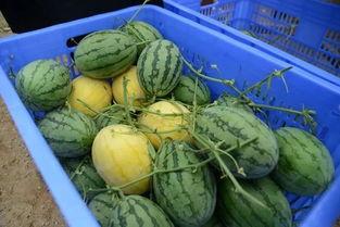 林州吃瓜群,揭秘民间舆论场的热辣瞬间