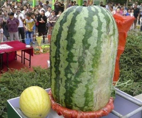 吃瓜备用300多斤,揭秘300斤吃瓜达人背后的故事