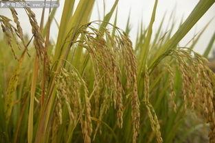 稻田吃瓜拍照图片